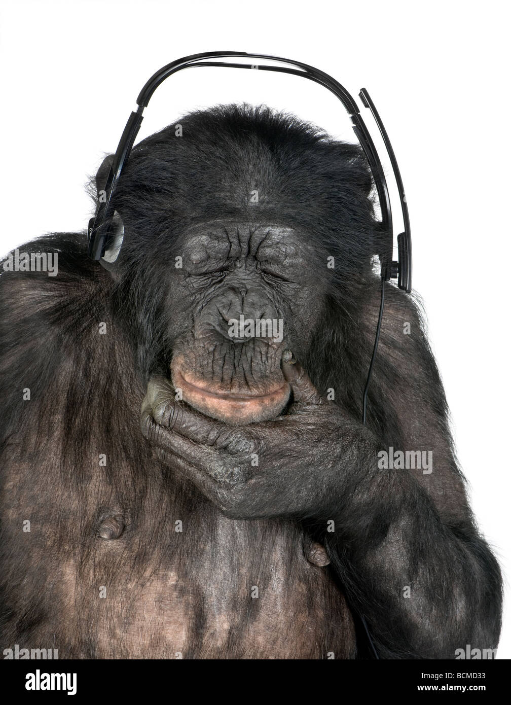 Affe, Mischling zwischen Schimpanse und Bonobo, 20 Jahre alt, anhören von  Musik über Kopfhörer vor weißem Hintergrund Stockfotografie - Alamy