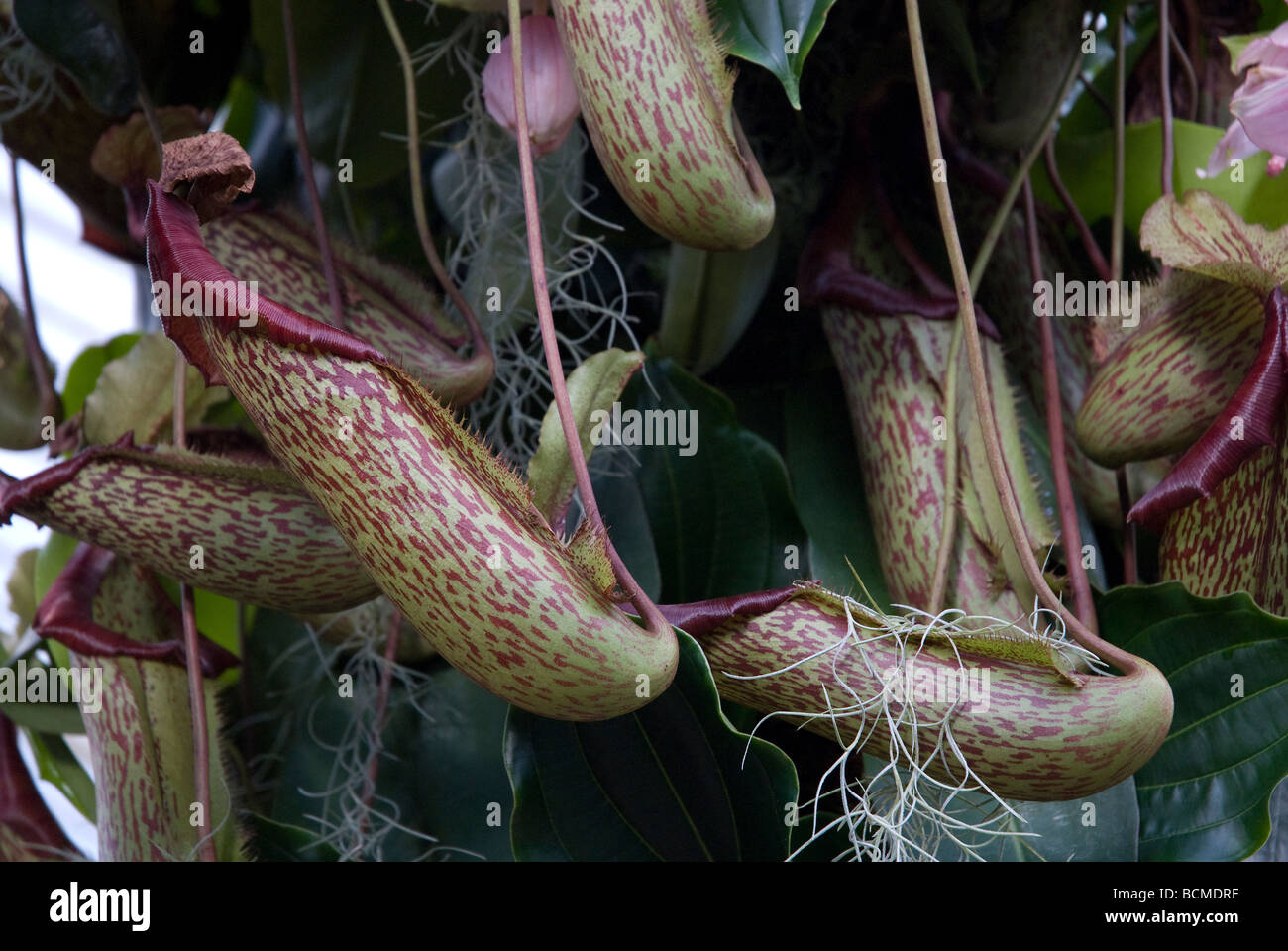 Insektenfresser Kannenpflanze Nepenthes Stockfoto