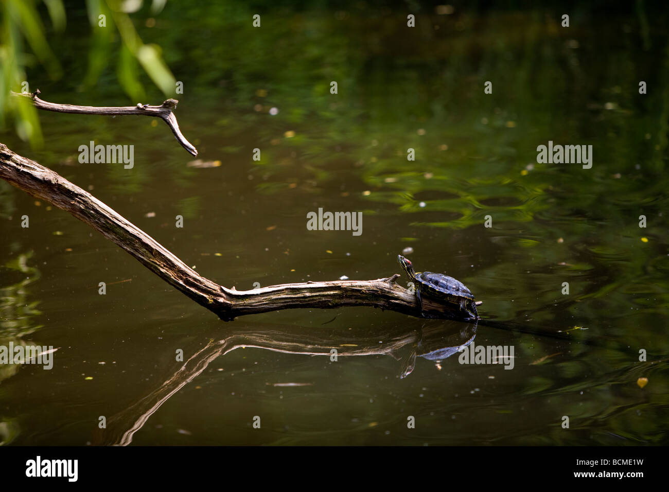 Braune Schildkröte im Teich Stockfoto