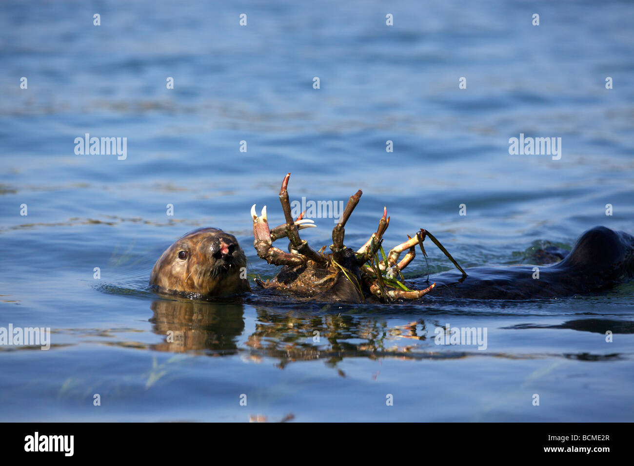 Weibliche Seeotter (Enhydra Lutris) verbraucht ein Schaf Krabbe in Elkhorn Slough, Moss Landing, Kalifornien. Stockfoto