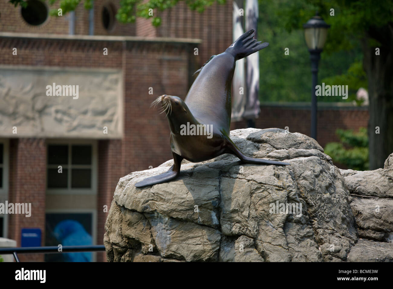 Ausgebildete Seelöwe durchführen für das Publikum im Prospect Park Zoo, Brooklyn, NY Stockfoto