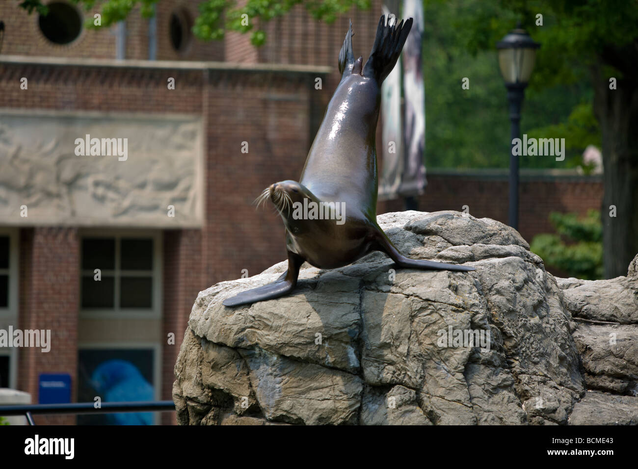 Ausgebildete Seelöwe durchführen für das Publikum im Prospect Park Zoo, Brooklyn, NY Stockfoto