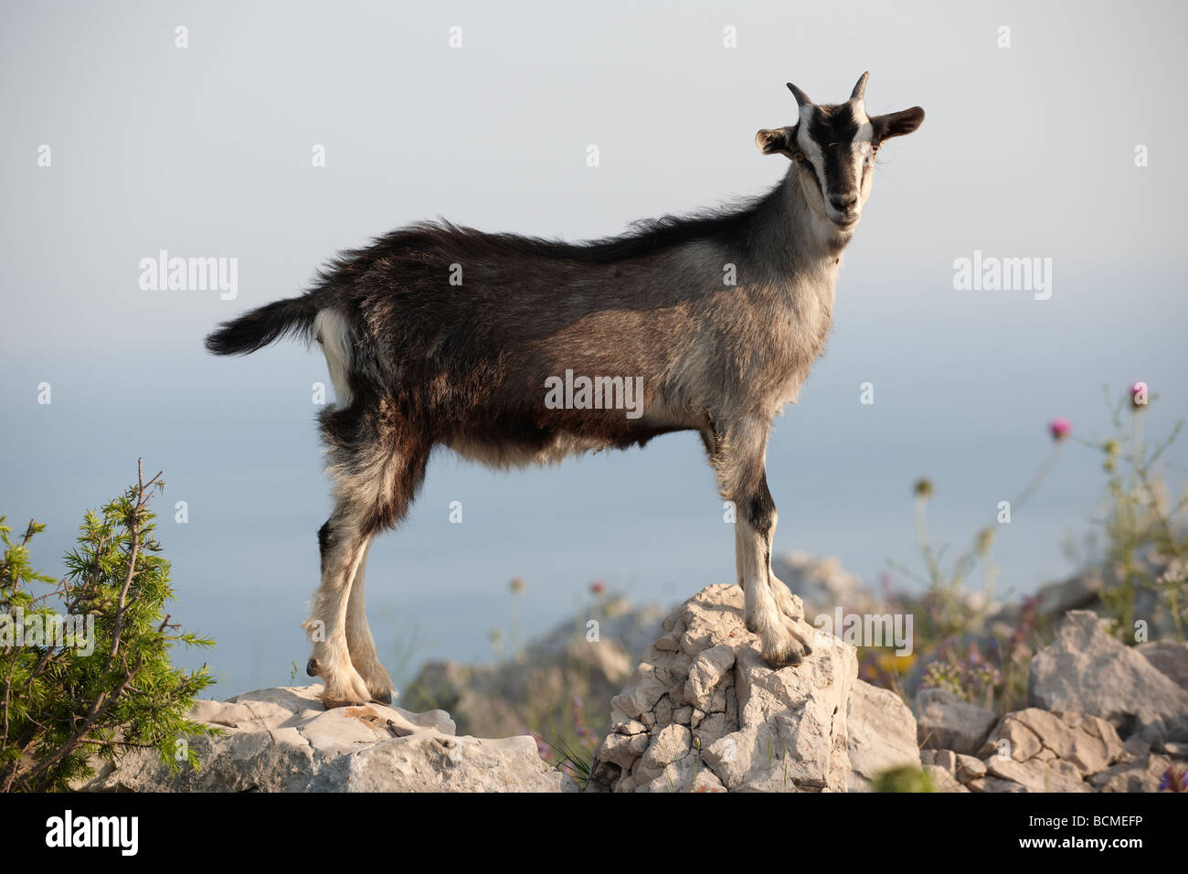 Bergziegen in den Dalamtian Hügeln - Dubrovnik, Kroatien Stockfoto