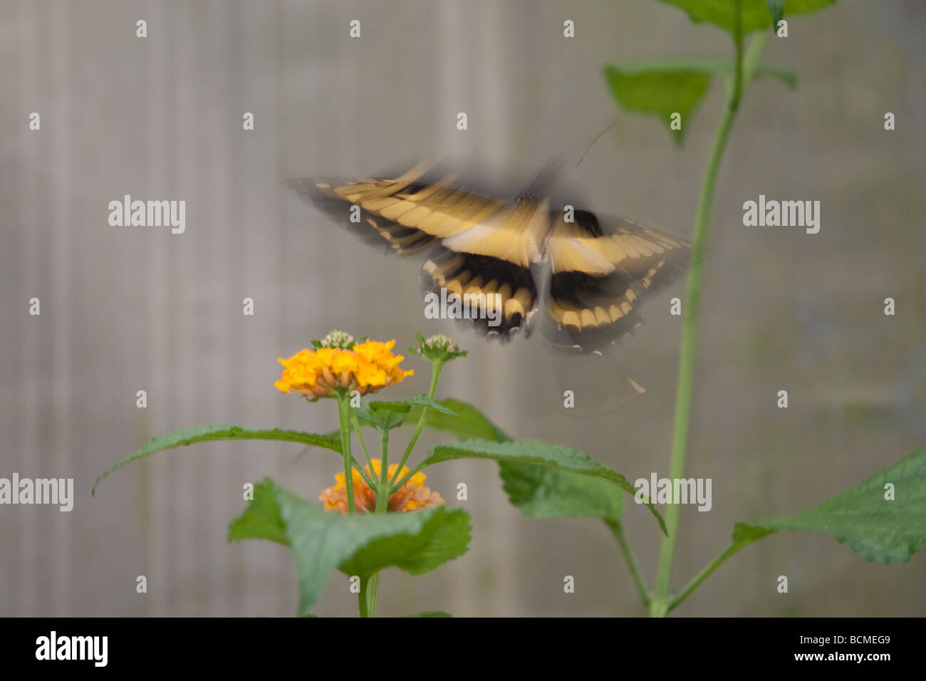 Natur Stockfoto