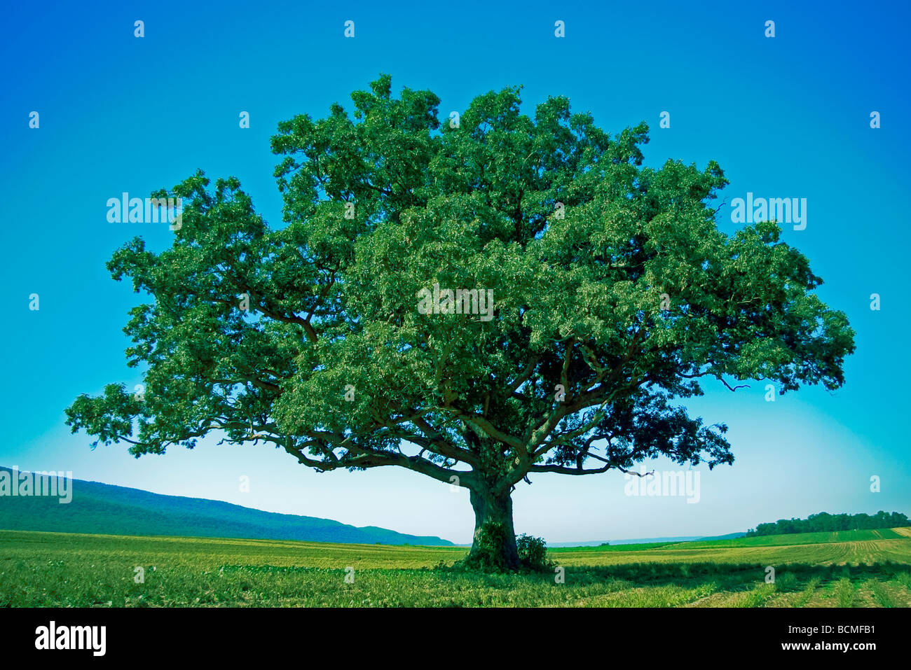 Eine große Eiche auf freiem Feld in Mittel-, PA Stockfoto