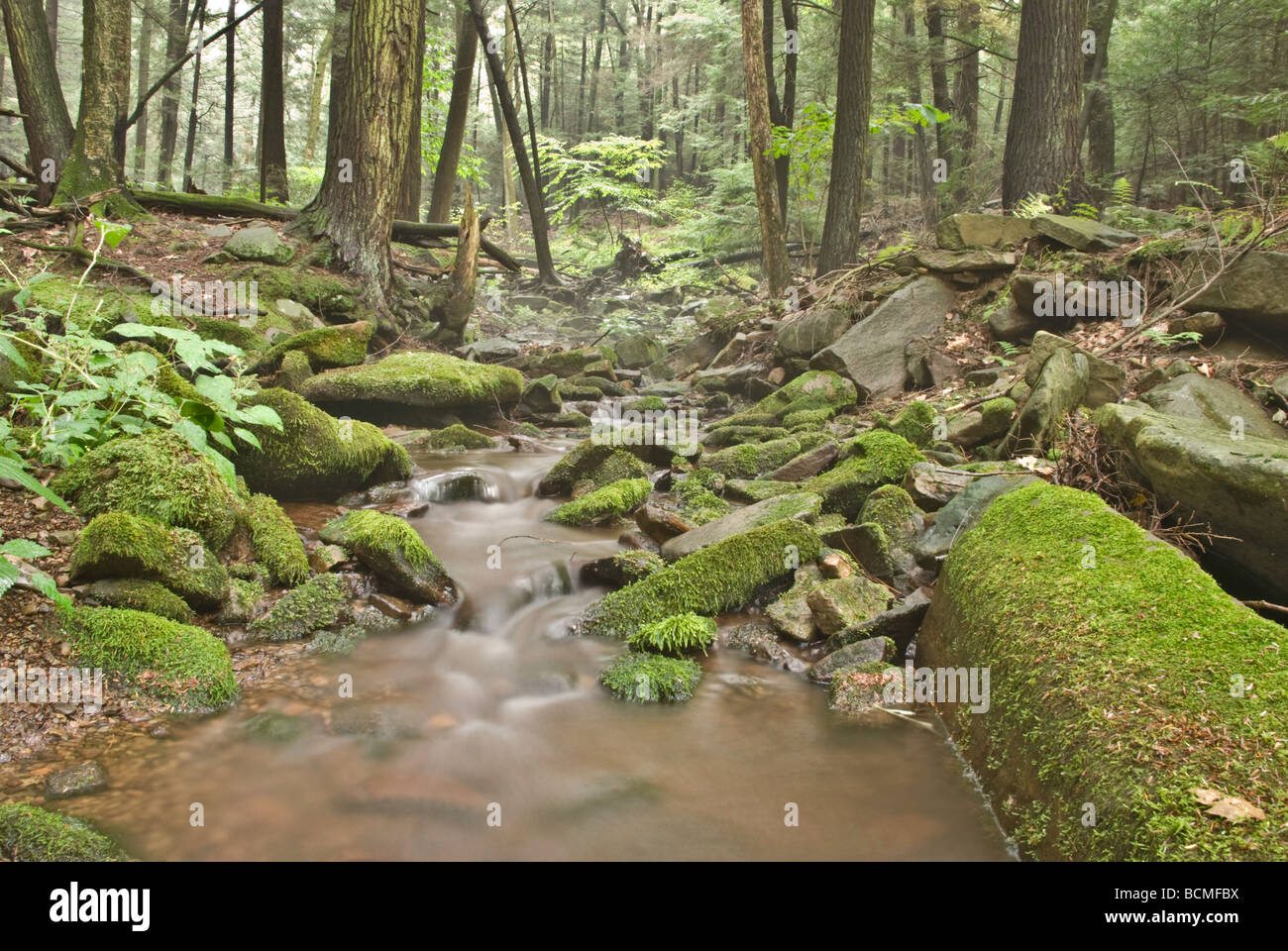 Einen kleinen steinigen Bach im Wald Stockfoto