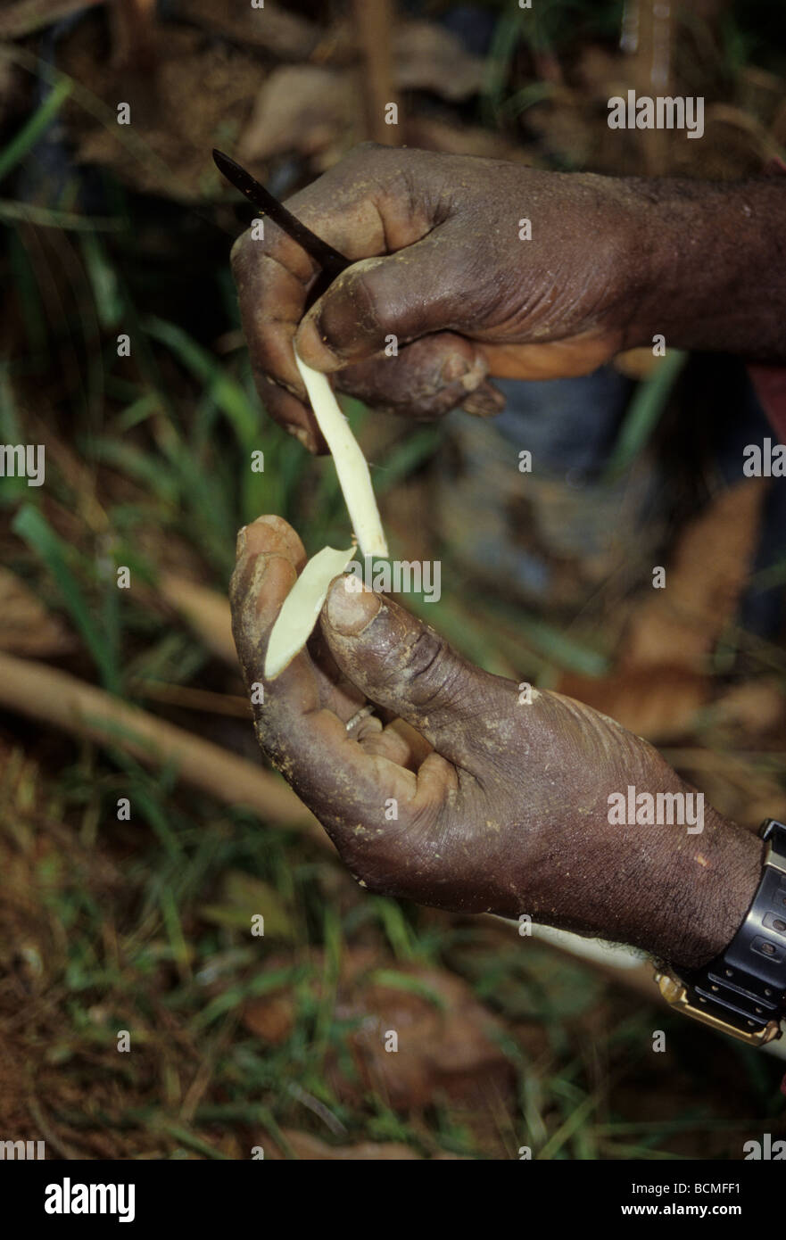 Elfenbeinküste, Côte d ' Ivoire.  Kautschukplantage. Pfropfen.  Vorbereitung einer neuen schneiden Wurzelstocks beimessen. Stockfoto