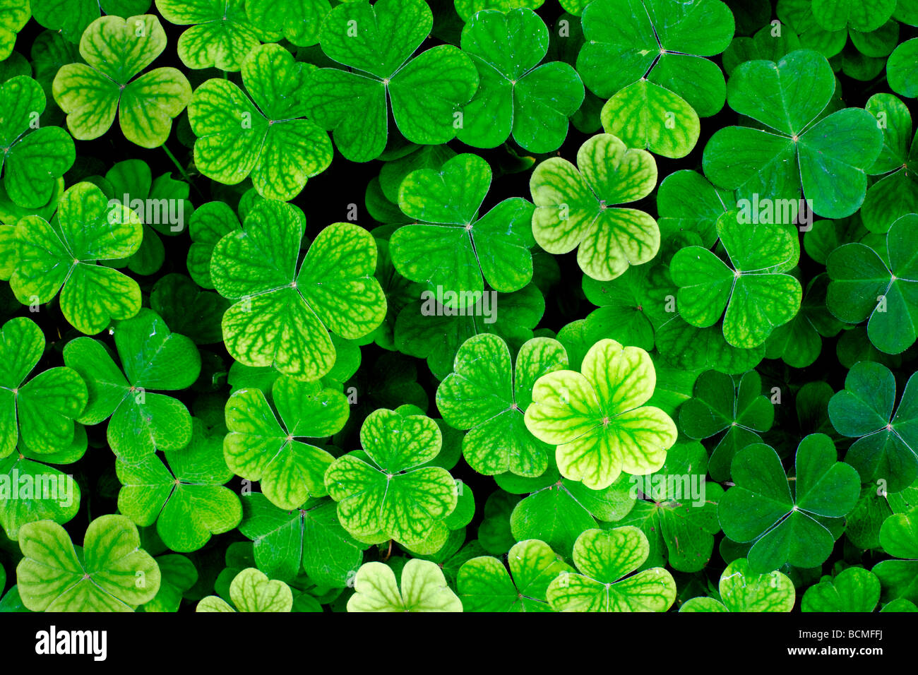 Vierblättriges Kleeblatt stehen in einem Bett aus drei Kleeblatt. Stockfoto