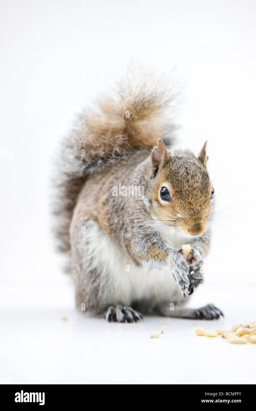 Graue Eichhörnchen Essen eine Nuss auf weißem Hintergrund. Kleine Stücke von Nüssen umringen ihn. Stockfoto