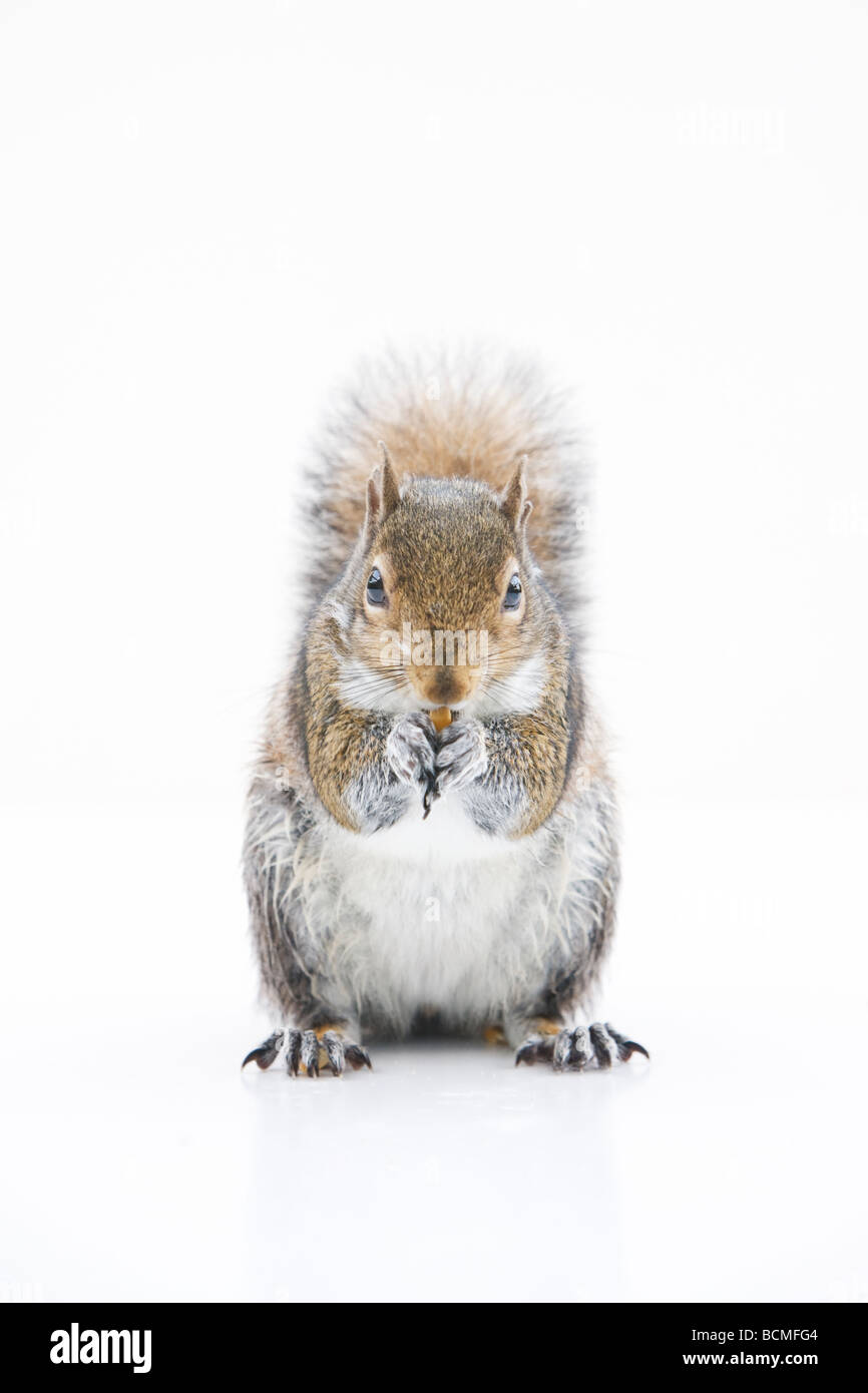 Graue Eichhörnchen Essen eine Nuss auf weißem Hintergrund. Stockfoto
