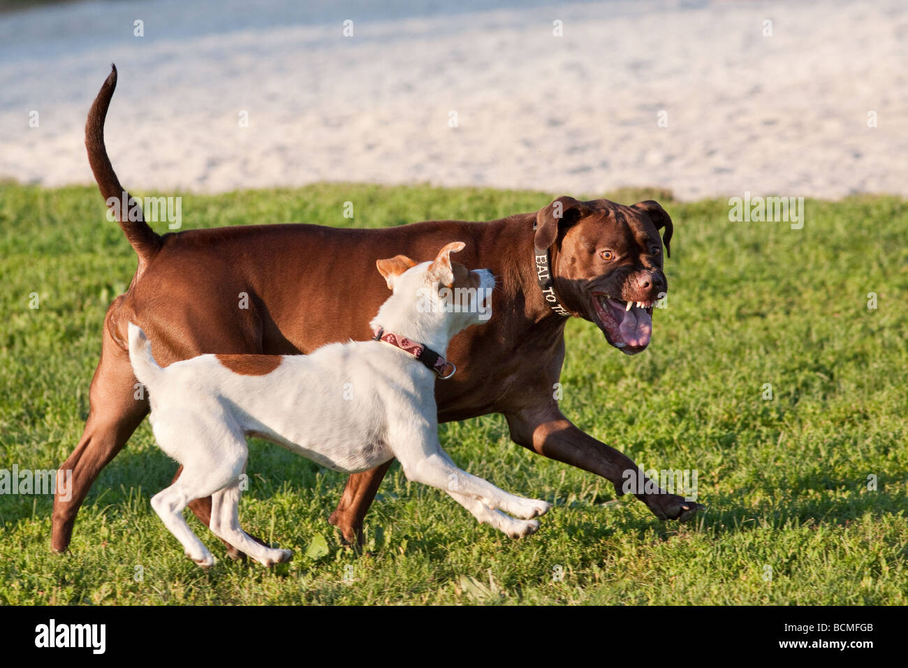 Hunde schneiden und laufen Stockfoto