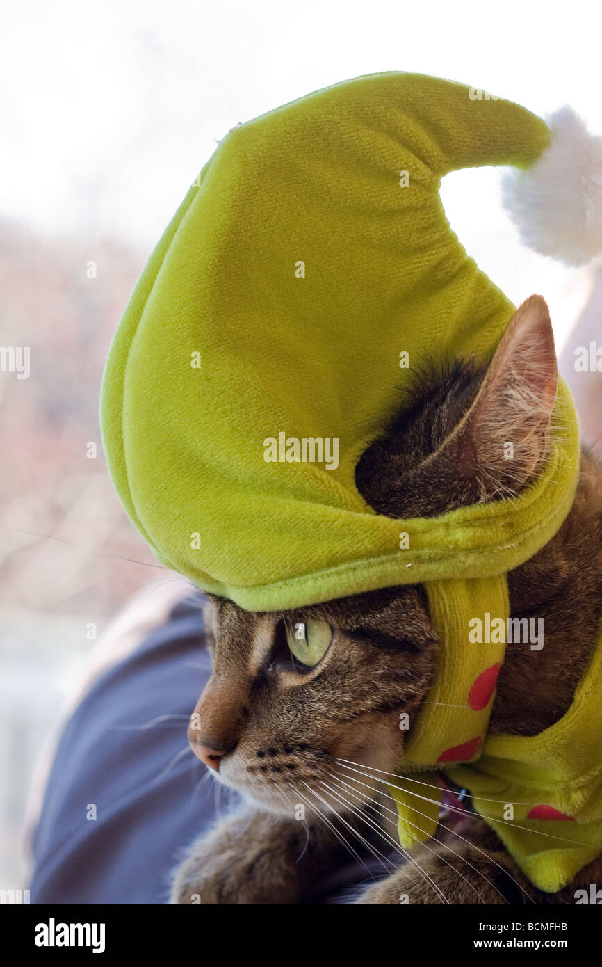 Goofy Katze mit Hut auf dem Kopf Stockfoto