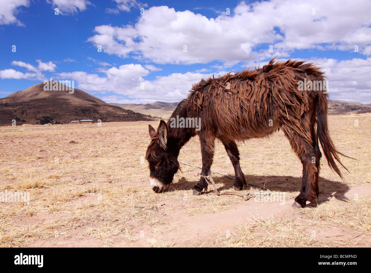 Esel grasen in der Nähe von Juli, Puno, Peru Stockfoto