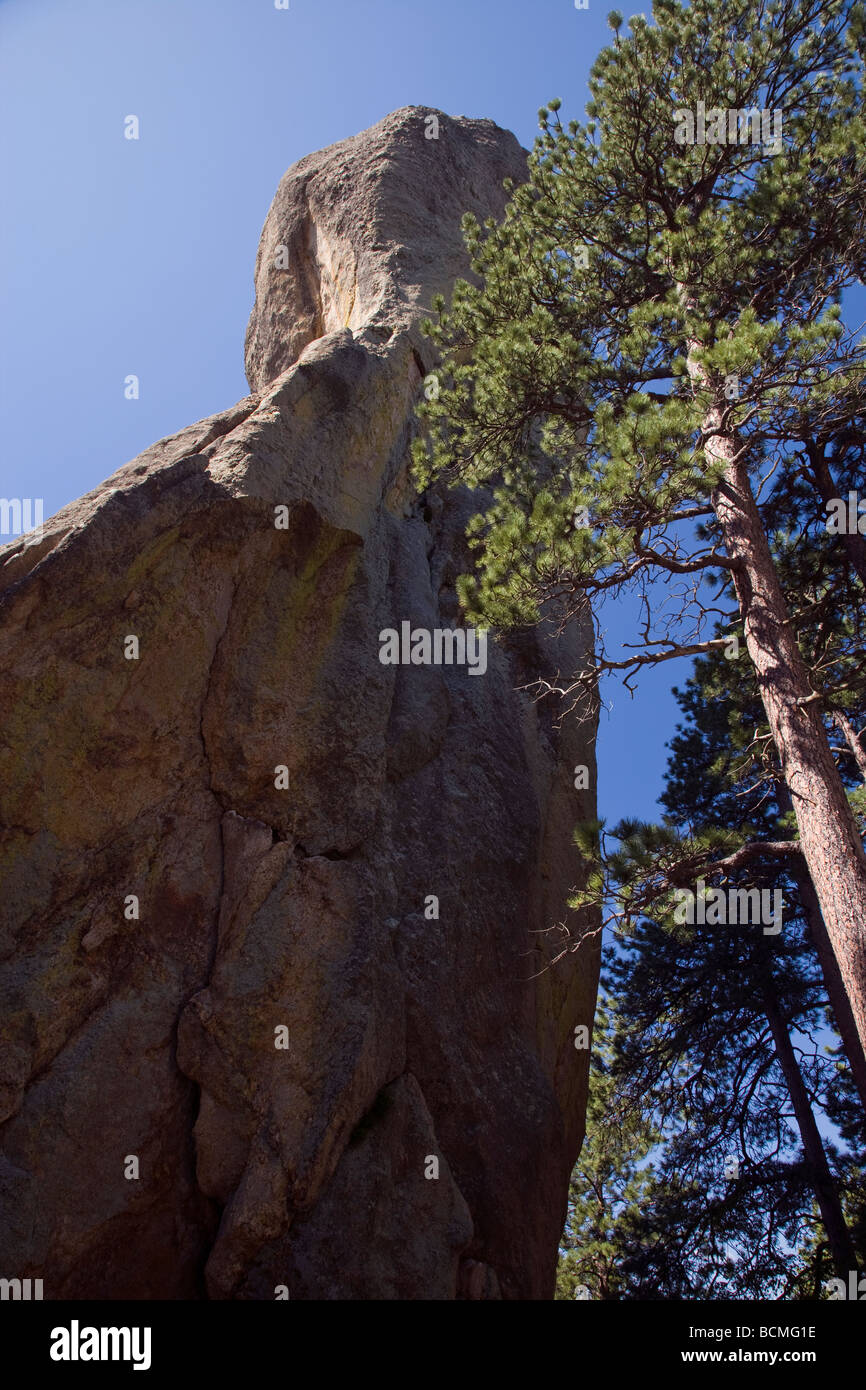 Turmspitze und Ponderosa Pine Tree in Nadeln Bereich, Custer State Park, Black Hills, South Dakota Stockfoto