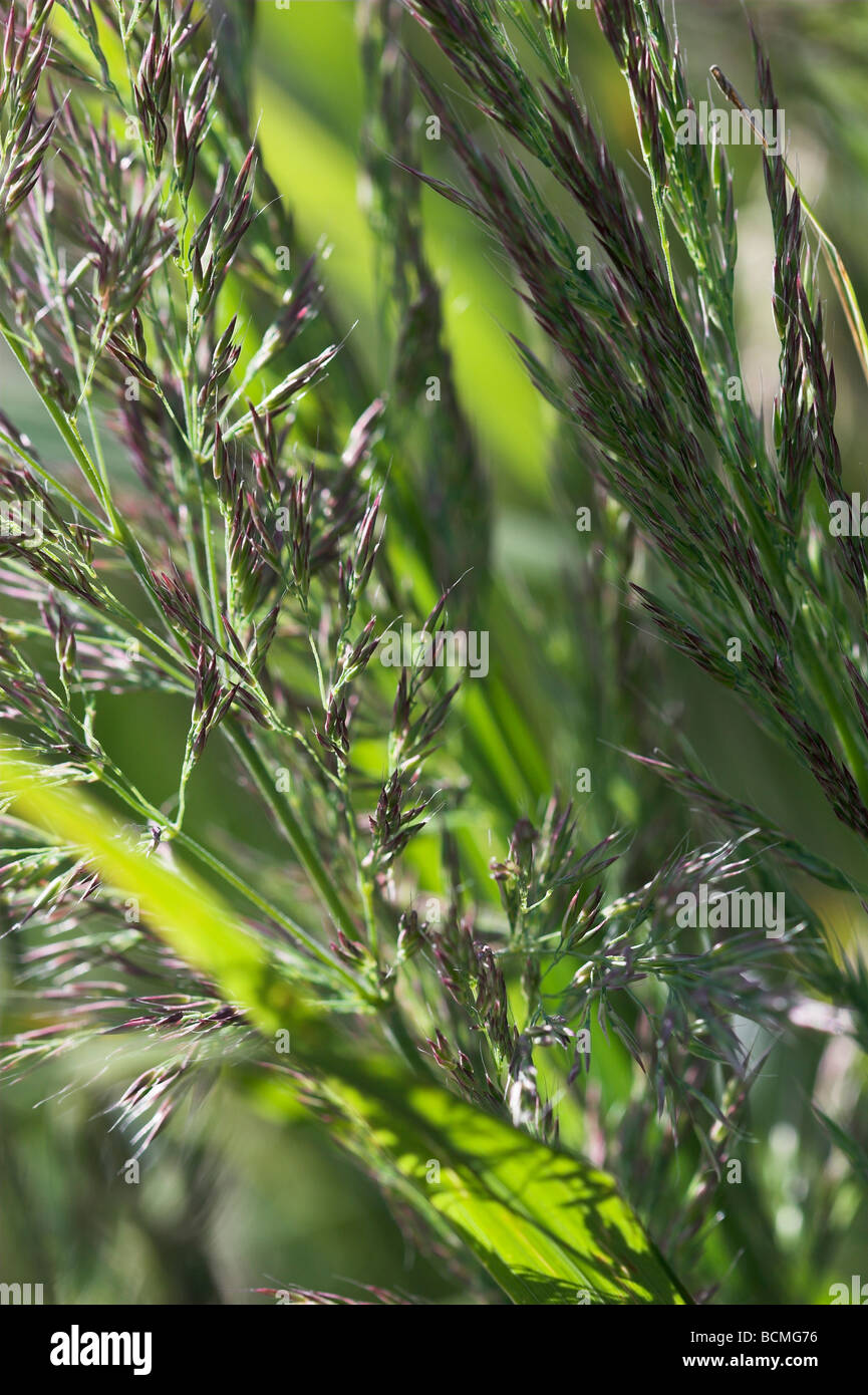 Stipa Brachytricha koreanischen Reed Federgras aka Calamagrostis Brachytricha Achnatherum brachytricha Stockfoto