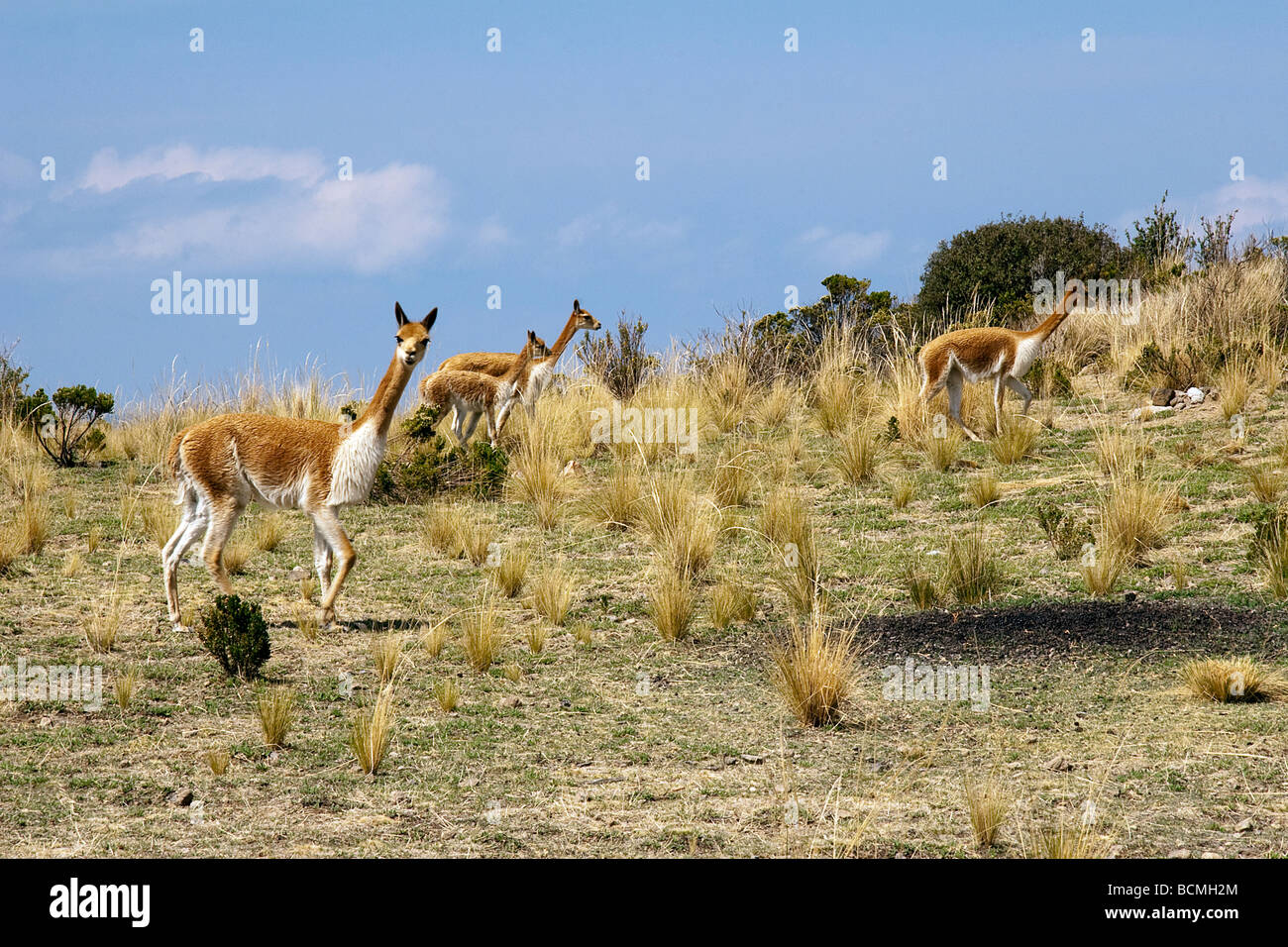 wilde Vicuña Schilfhäusern Island Lake Titicaca Peru Stockfoto