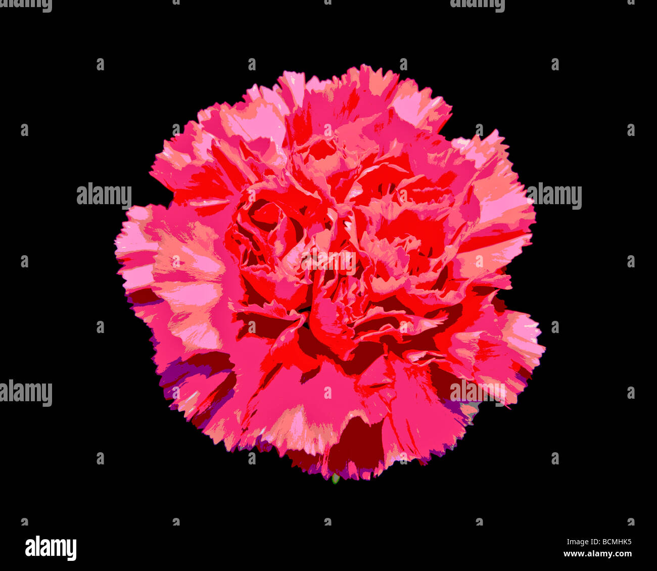 Rosa Nelke (Dianthus) Posterized Stockfoto