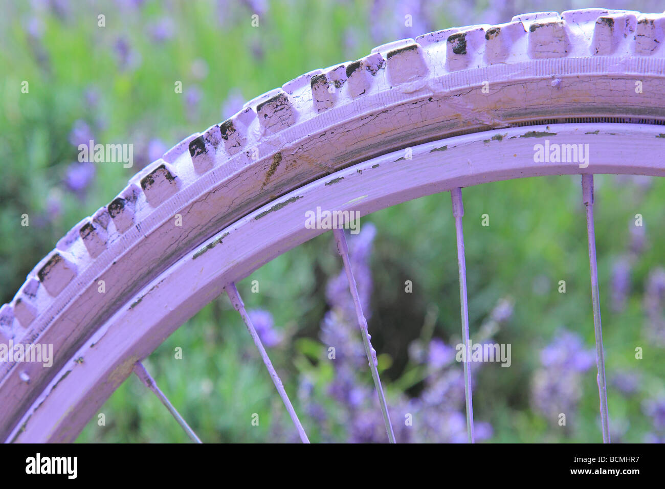 Lavendel Feld und Fahrrad Rad lackiert rosa Surrey England Stockfoto