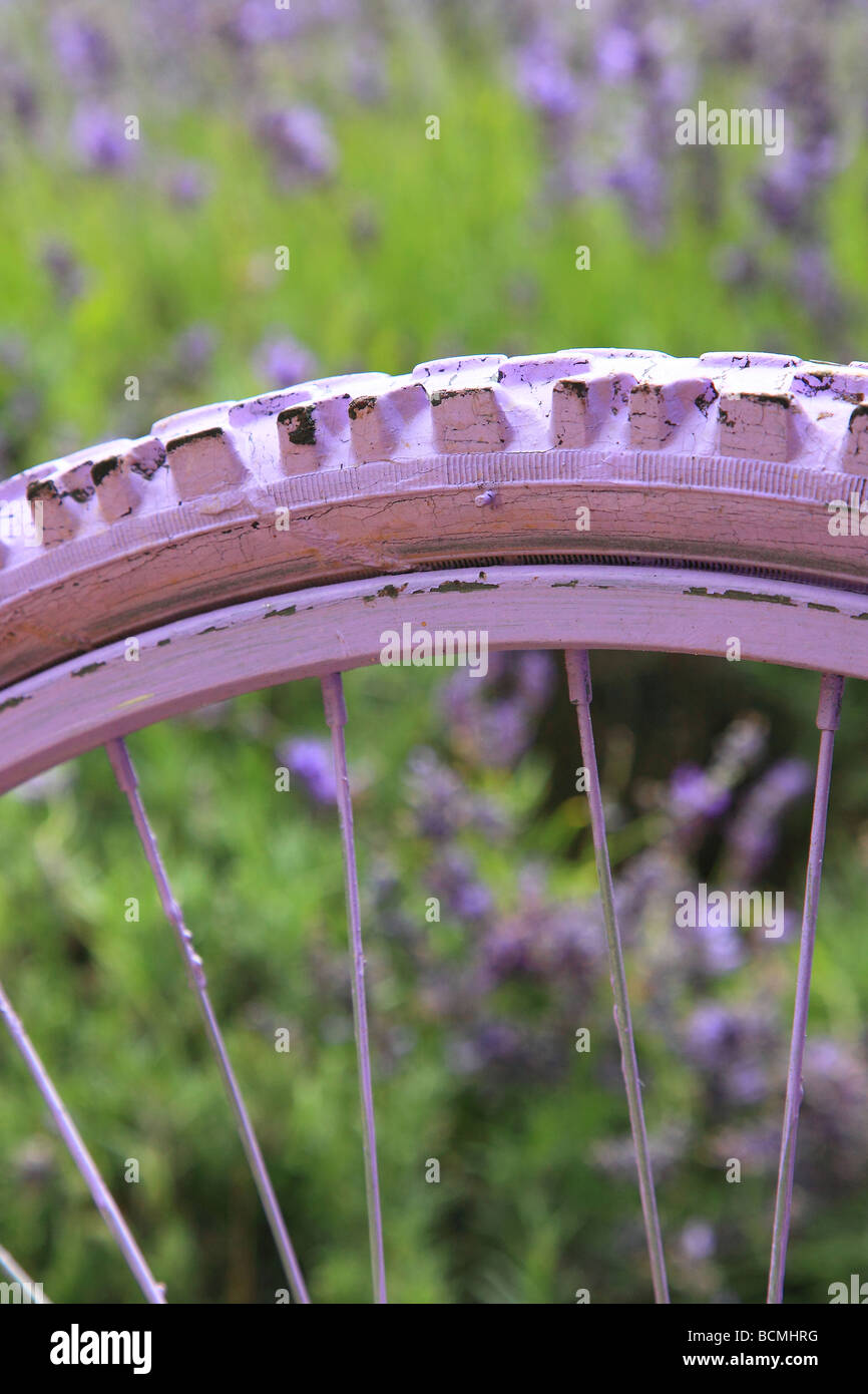 Lavendel-Feld und das Rad lackiert rosa Surrey England Stockfoto