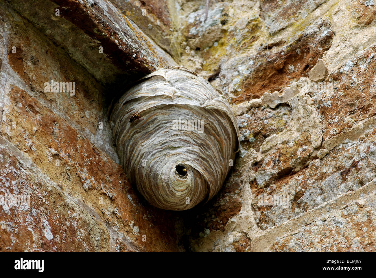 Wespen nisten an der Kirchenmauer, Northamptonshire, England, UK Stockfoto