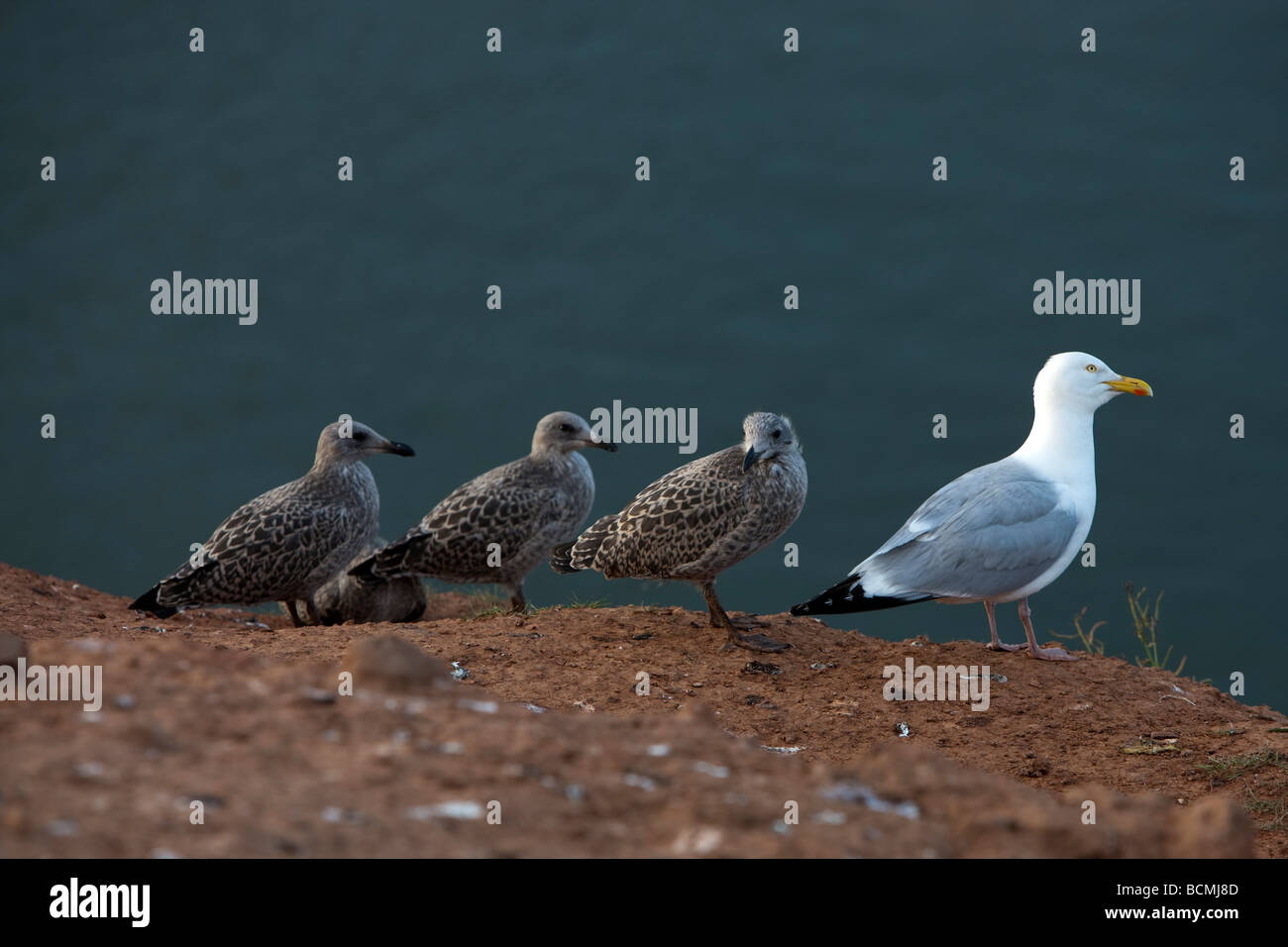 Möwe mit Young North Yorkshire Coast Stockfoto