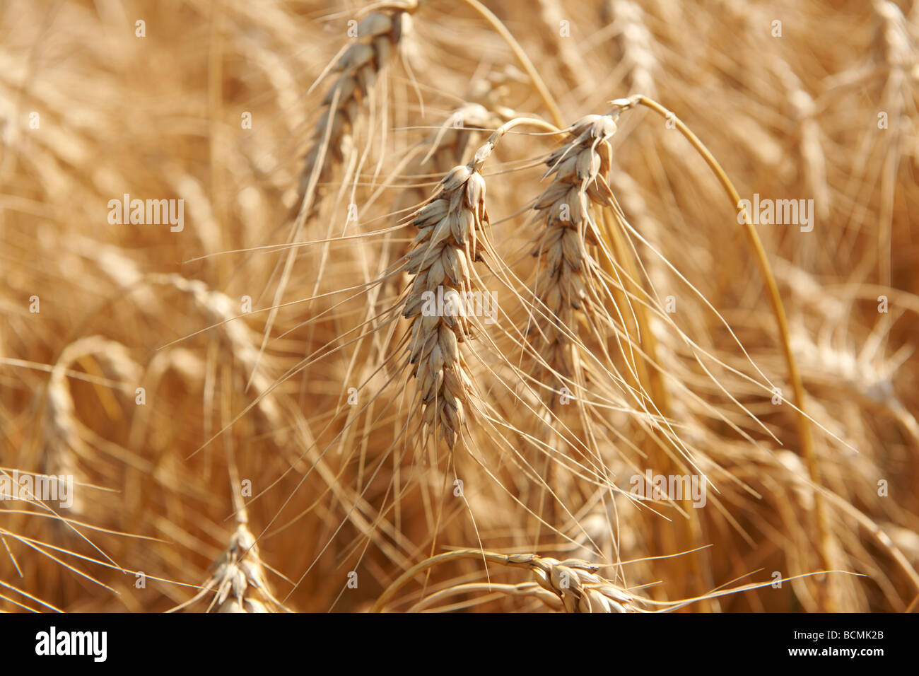 Weizen wächst in einem Feld Stockfoto