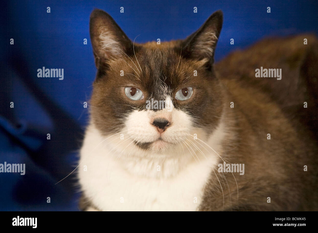 Eine gemeinsame Eiter und Stiefel schwarz / weiß kurz behaart Hauskatze Blick auf ein Spielzeug Stockfoto