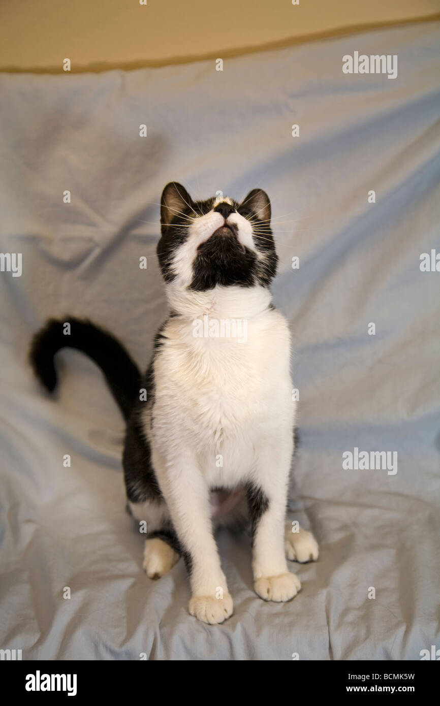 Eine gemeinsame Eiter und Stiefel schwarz / weiß kurz behaart Hauskatze nach oben auf ein Spielzeug Stockfoto