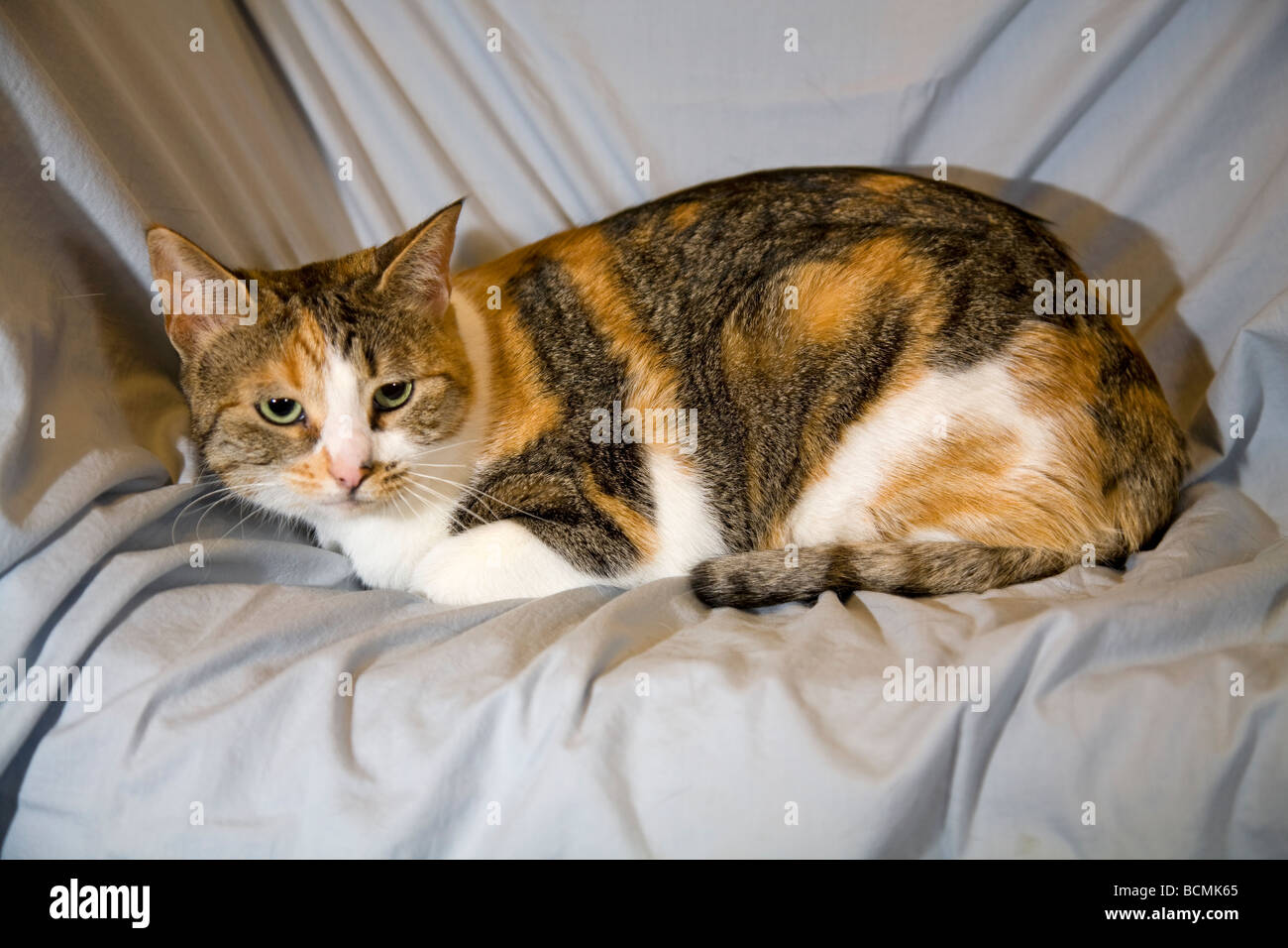 Eine gemeinsame kurzen Haaren Tan weiße und schwarze Hauskatze mit grünen Augen Stockfoto