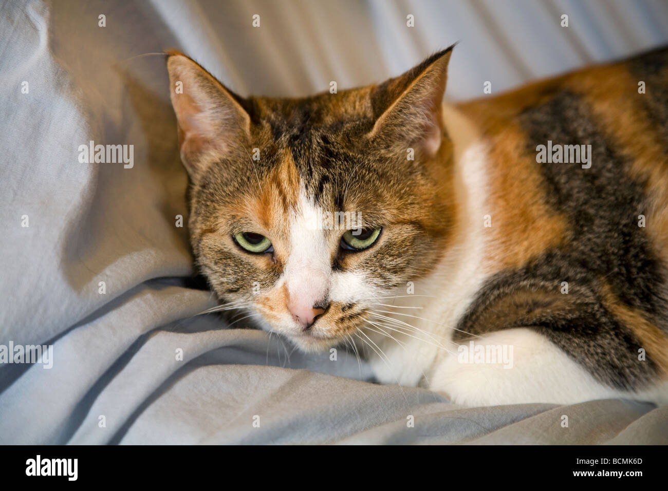 Eine gemeinsame kurzen Haaren Tan weiße und schwarze Hauskatze mit grünen Augen Stockfoto