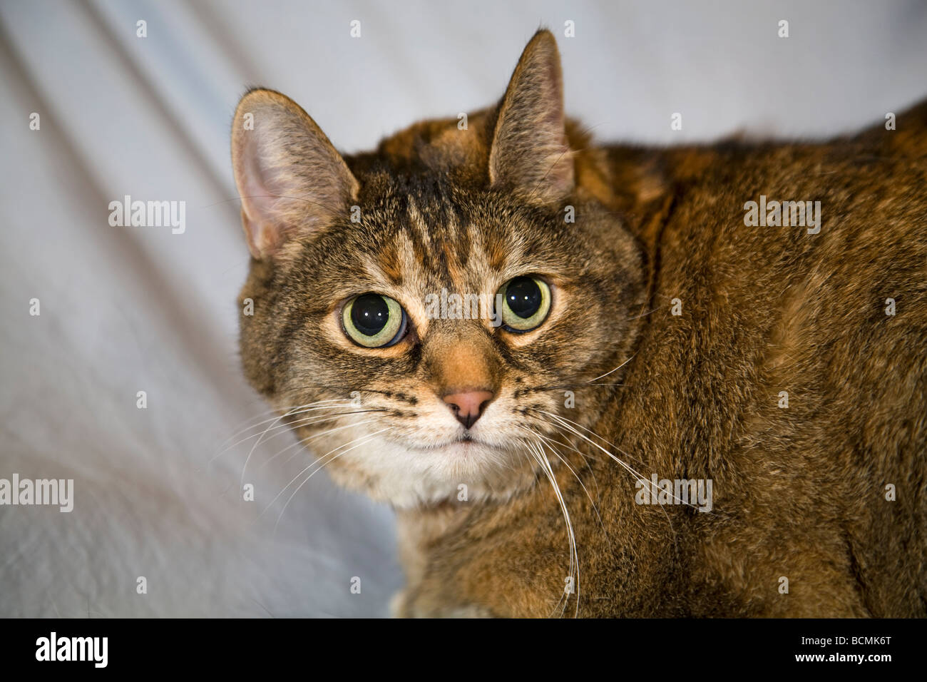Eine große gemeinsame kurzen Haaren Tabby Katze Stockfoto