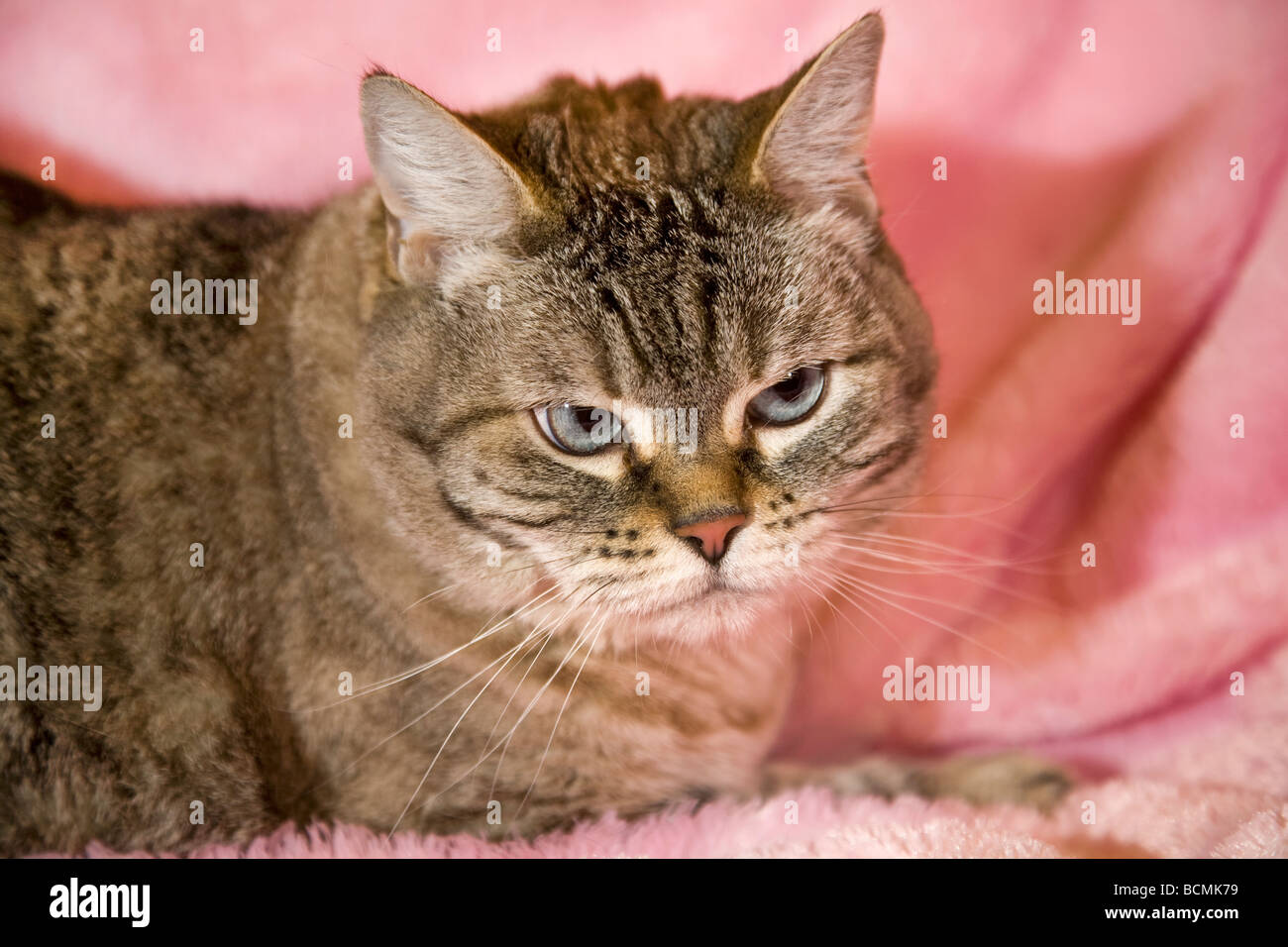 Eine gemeinsame kurzen Haaren Hauskatze im Halbschlaf auf Sofa oder Bett liegen Stockfoto