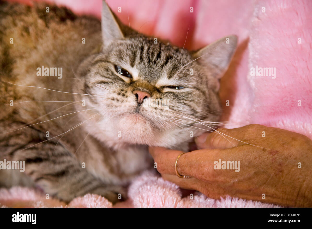 Eine gemeinsame kurzen Haaren Hauskatze zerkratzt wird und von einer älteren Person gestreichelt Stockfoto