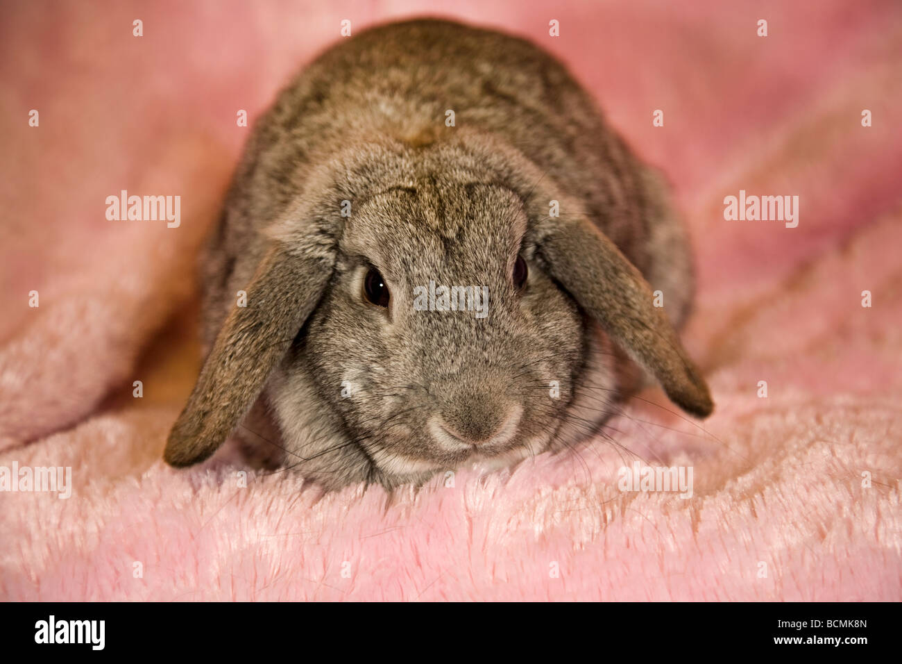 Porträt einer Lop eared rabbit Stockfoto