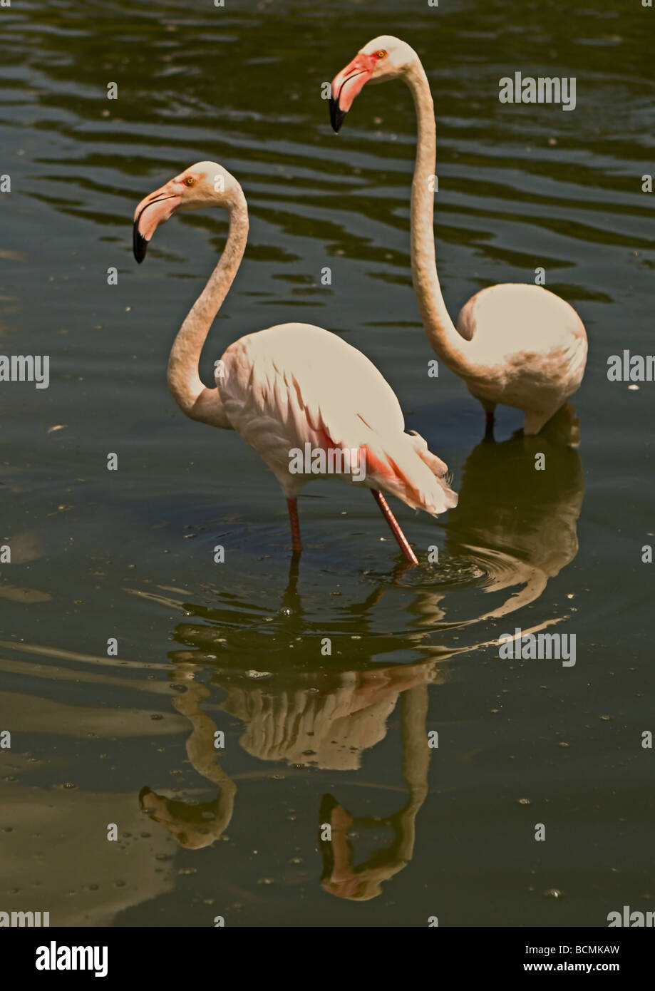 Mehr Flamingo (Phoenicopterus Roseus) Stockfoto