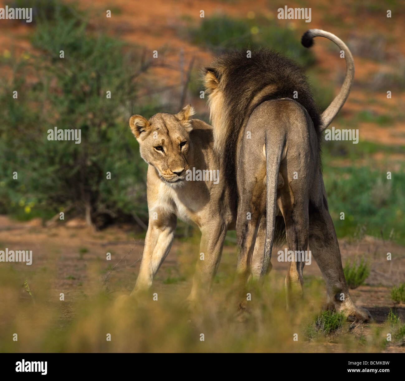 Löwe-Interaktion Stockfoto