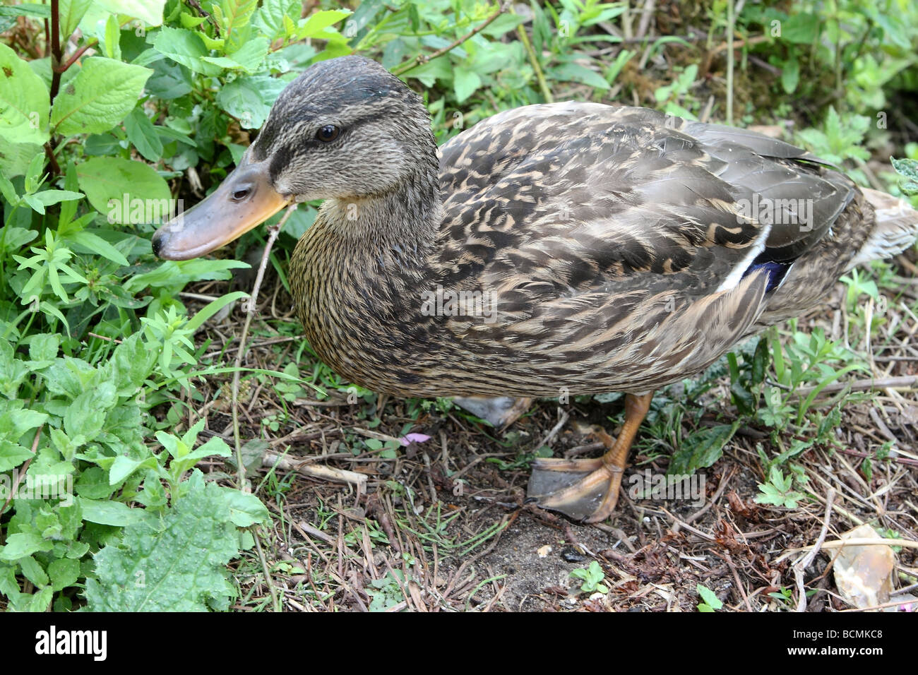 Stockente (Anas Platyrhynchos) Stockfoto