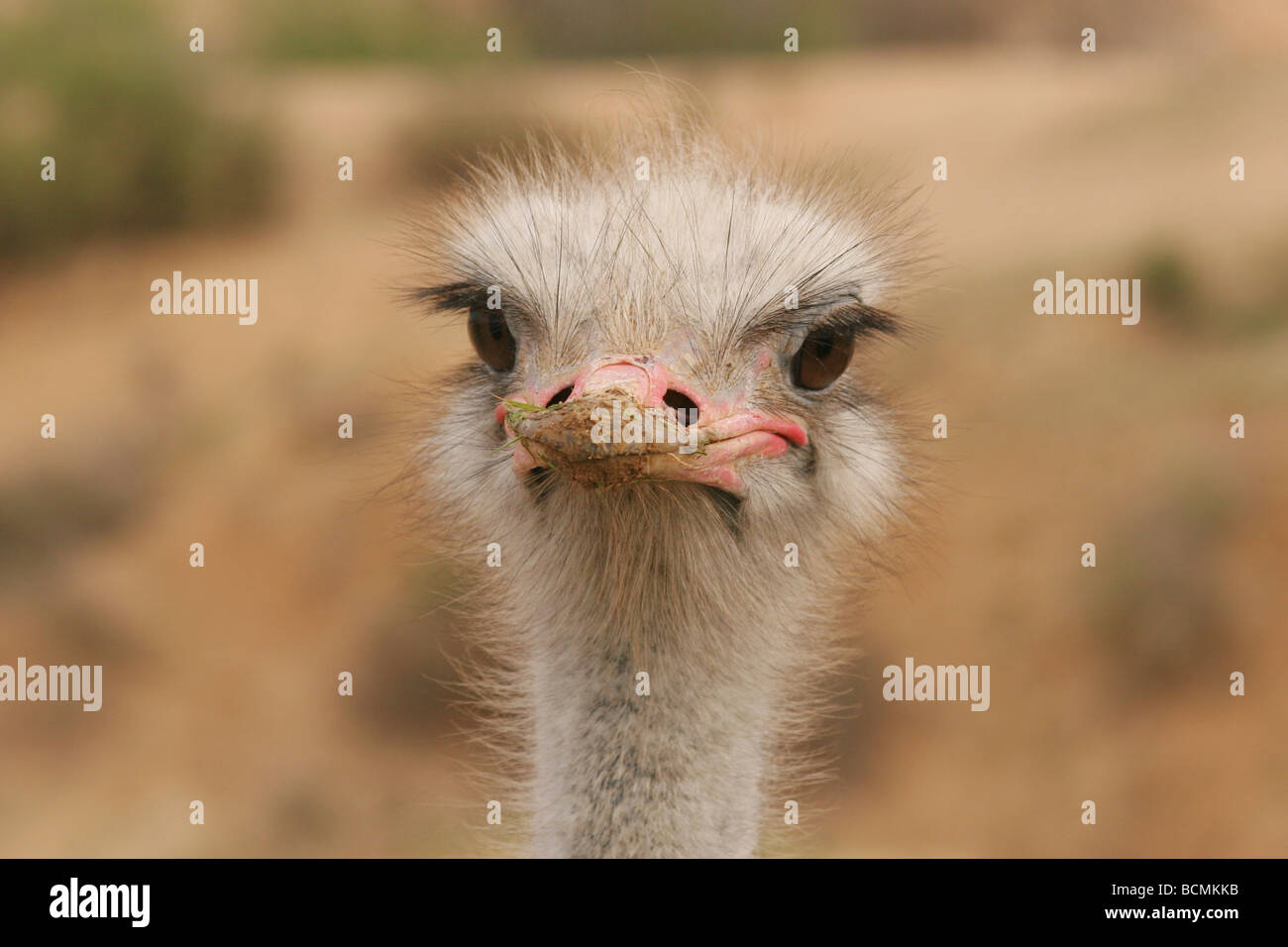 Nahaufnahme des Kopfes eines Straußes Struthio camelus Stockfoto