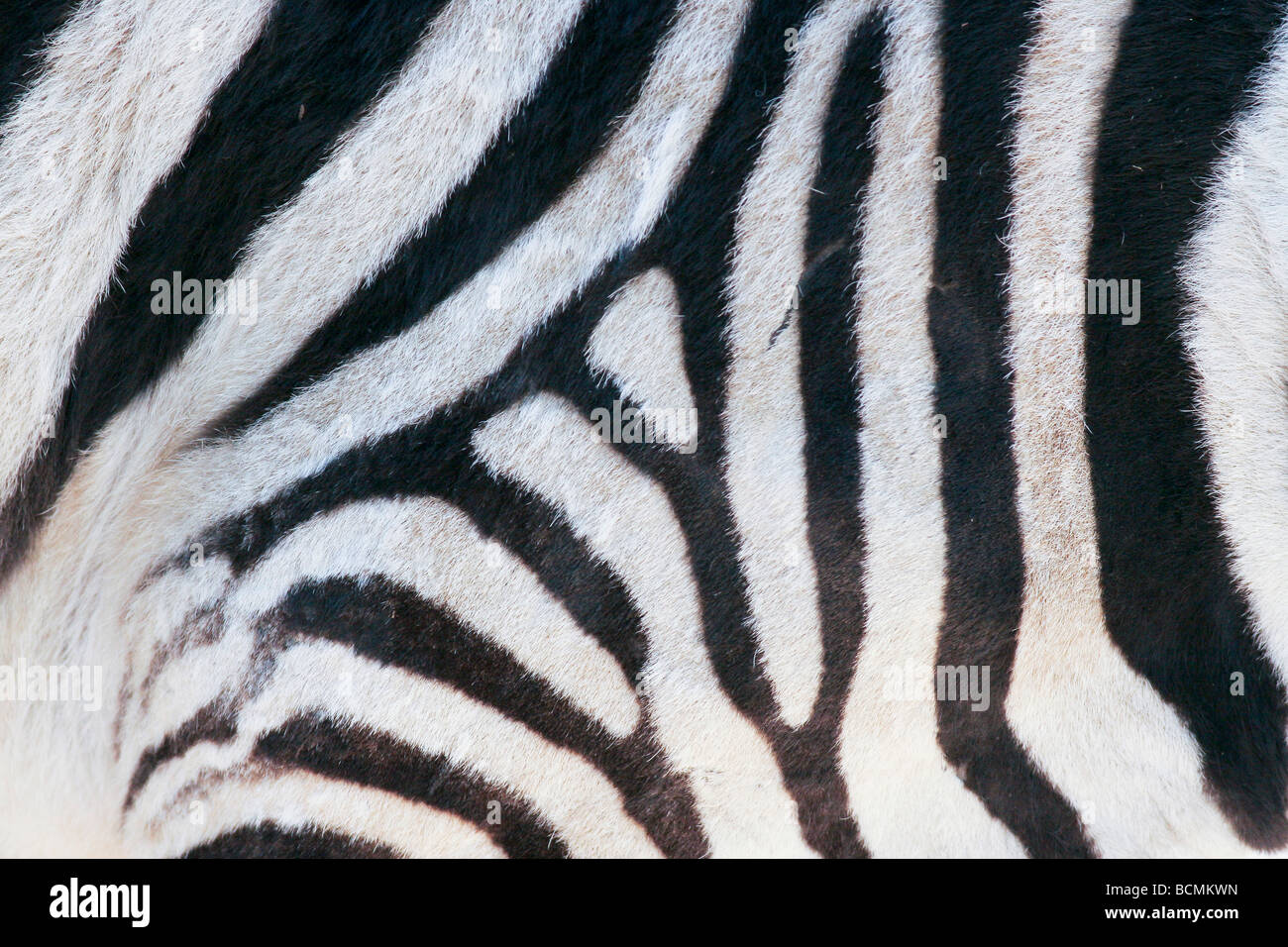 extreme Nahaufnahme von der Seite eines Zebras Stockfoto
