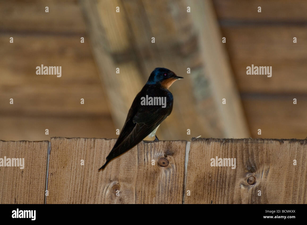 Natur Stockfoto