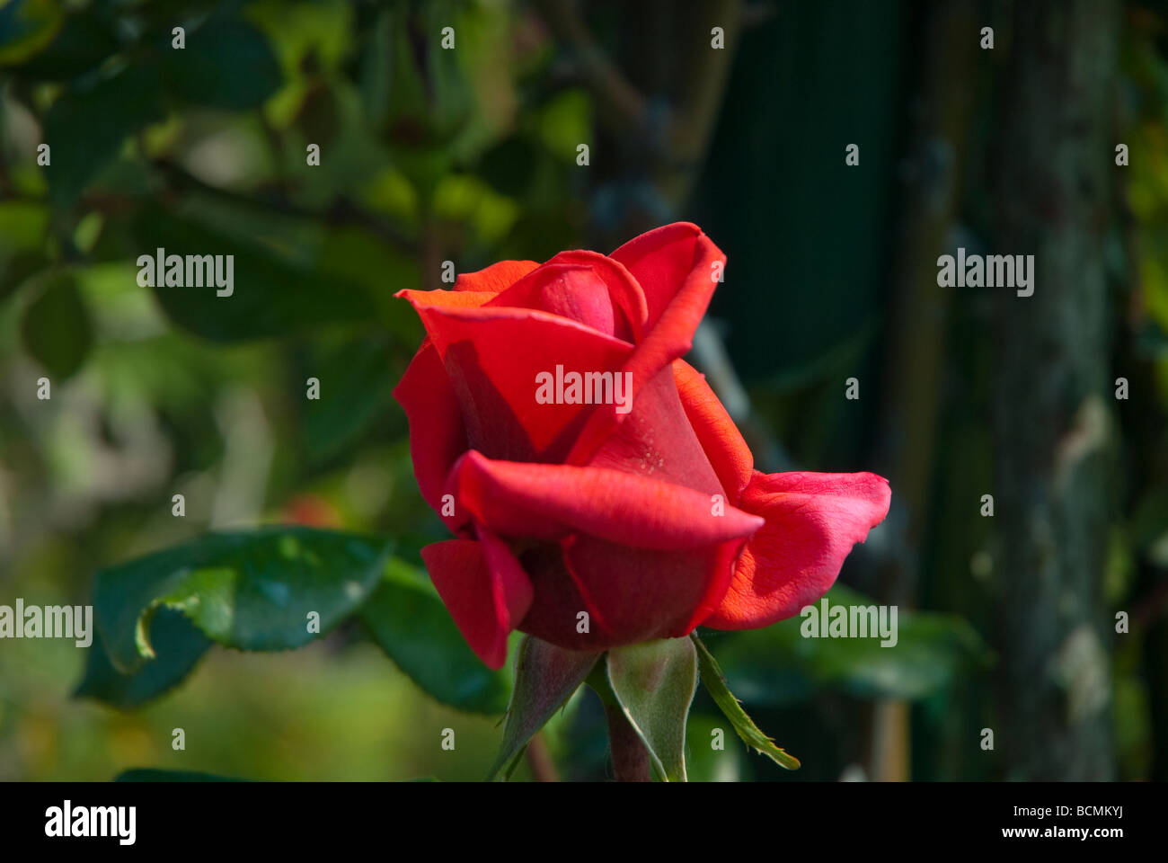 Natur Stockfoto