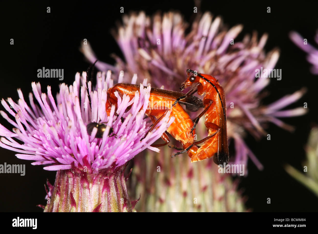 Weichkäfer Paarung. Stockfoto