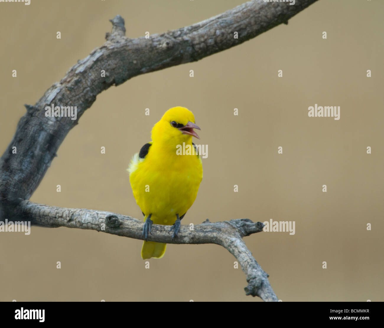 Golden oriole oriolus oriolus on -Fotos und -Bildmaterial in hoher ...