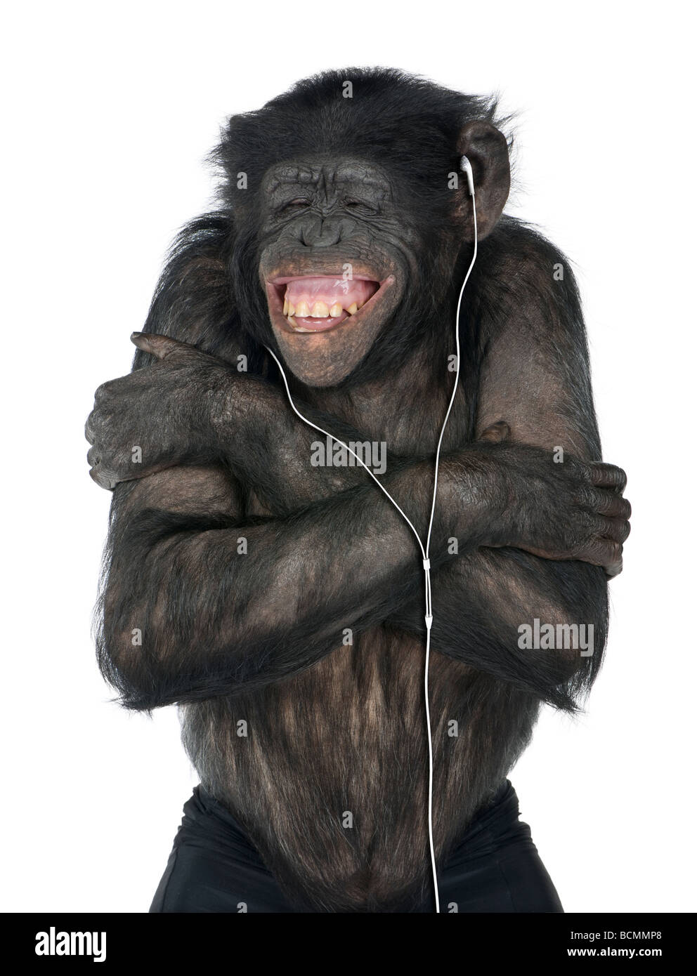 Affe, Mischling zwischen Schimpanse und Bonobo, 20 Jahre alt, anhören von Musik über Kopfhörer vor weißem Hintergrund Stockfoto