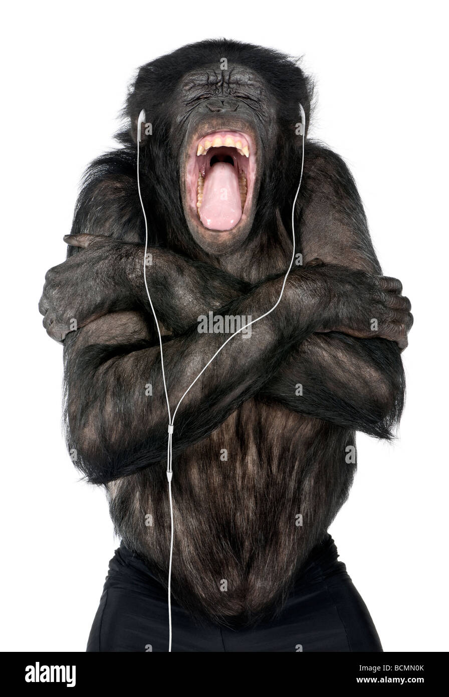 Affe, Mischling zwischen Schimpanse und Bonobo, 20 Jahre alt, anhören von Musik über Kopfhörer vor weißem Hintergrund Stockfoto