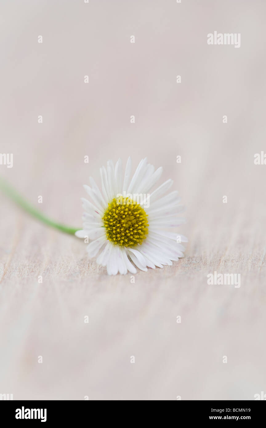 Erigeron karvinskianus. Berufskraut Daisy Flowers auf Holz Stockfoto