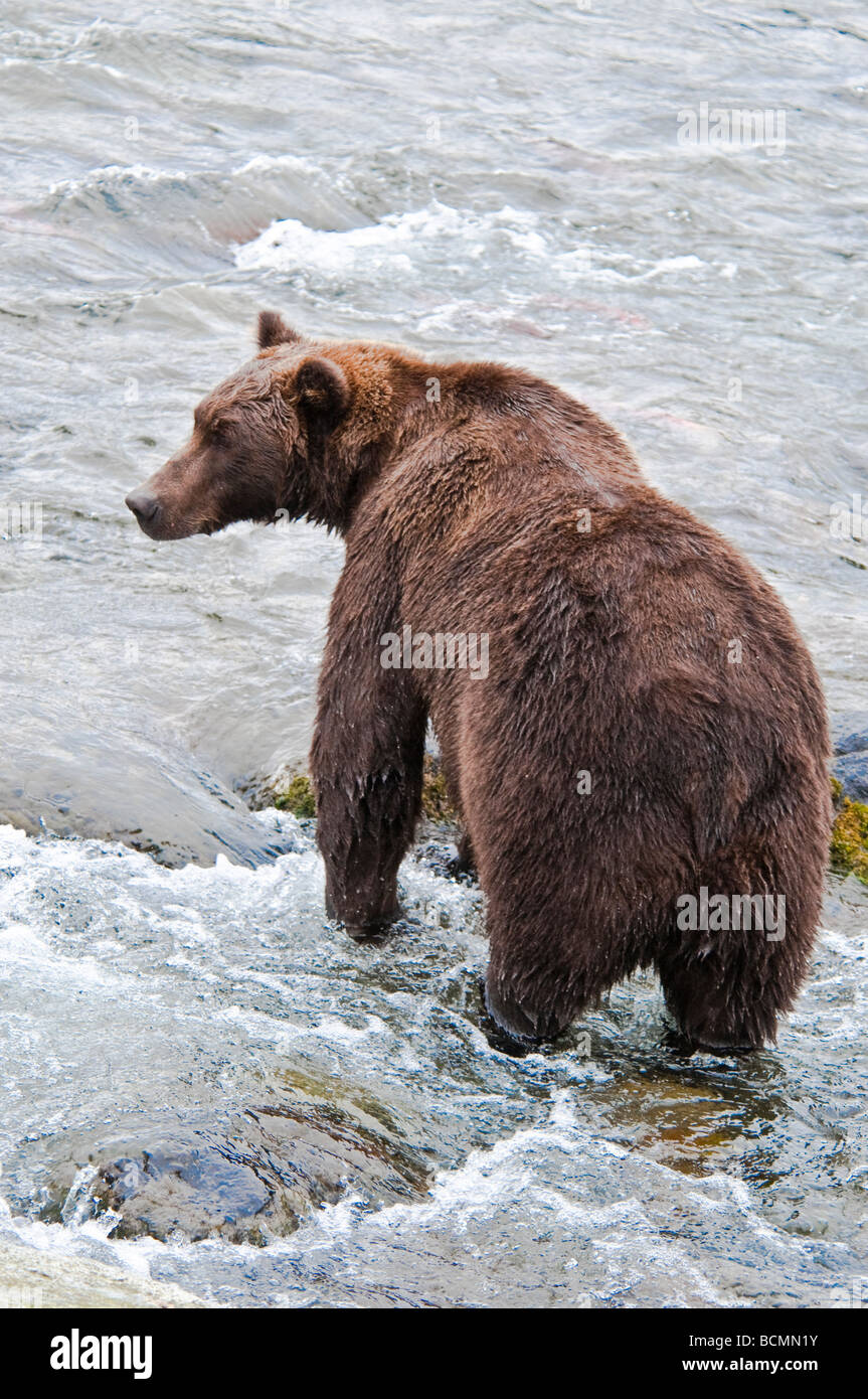 Grizzly Bär, Ursus Arctos Horriblis, Brooks River, Katmai Nationalpark, Alaska, USA Stockfoto