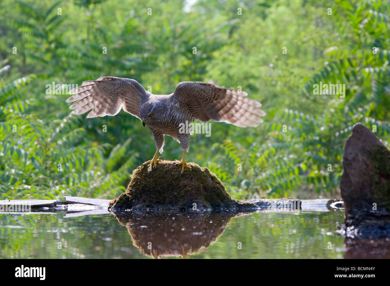 Habicht Accipiter Gentilis Ungarn Stockfoto