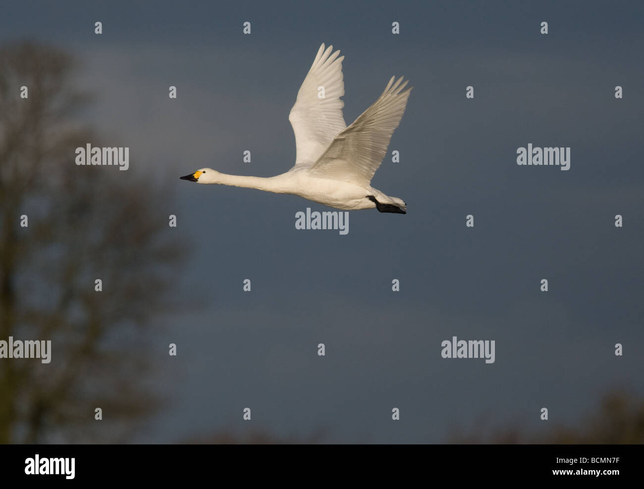 Ein Zwergschwäne (Cygnus Columbianus) auf der Flucht vor Bäumen an Slimbridge, UK Stockfoto