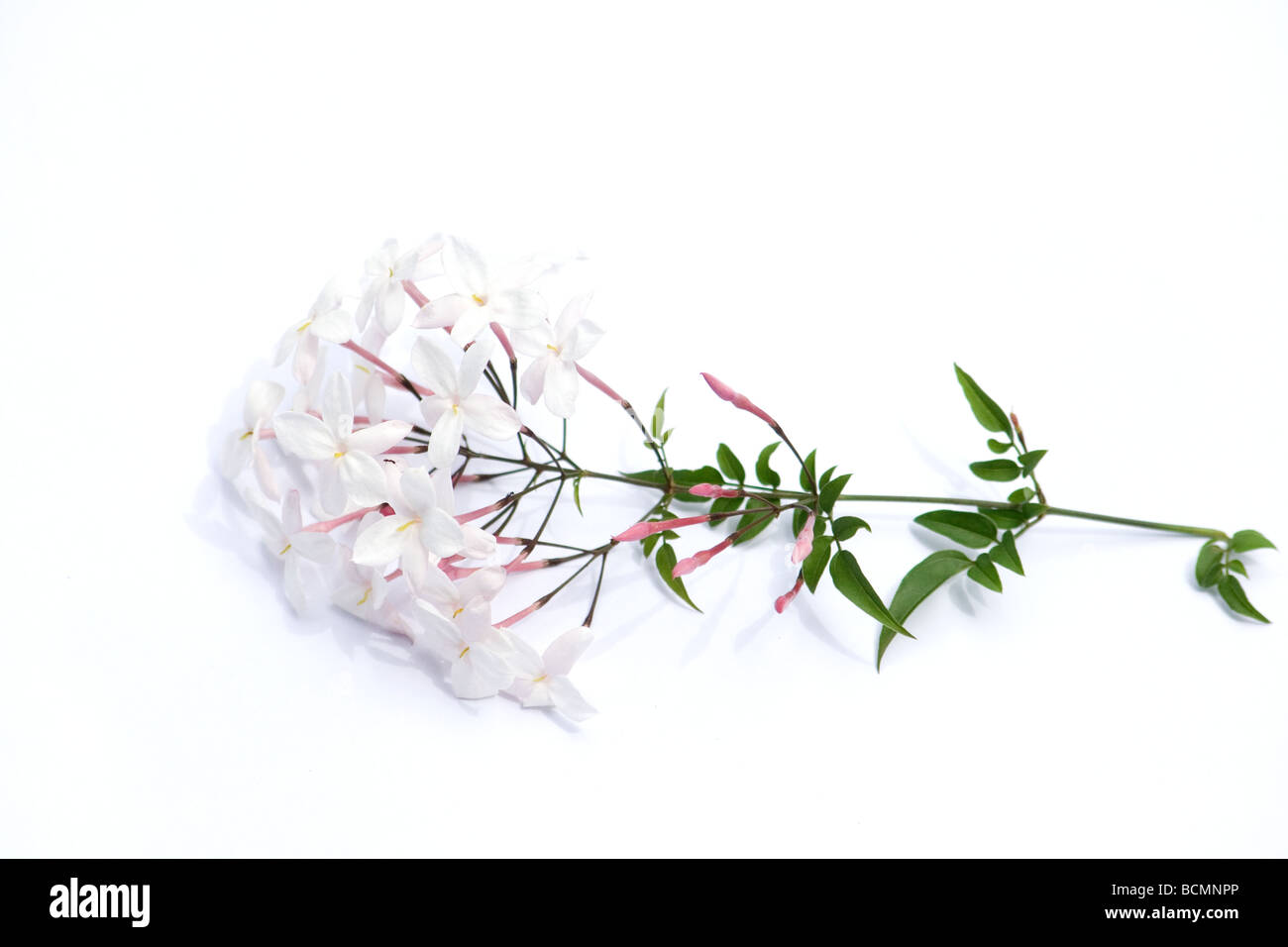 Rosa Jasminblüten auf weißem Hintergrund Stockfoto